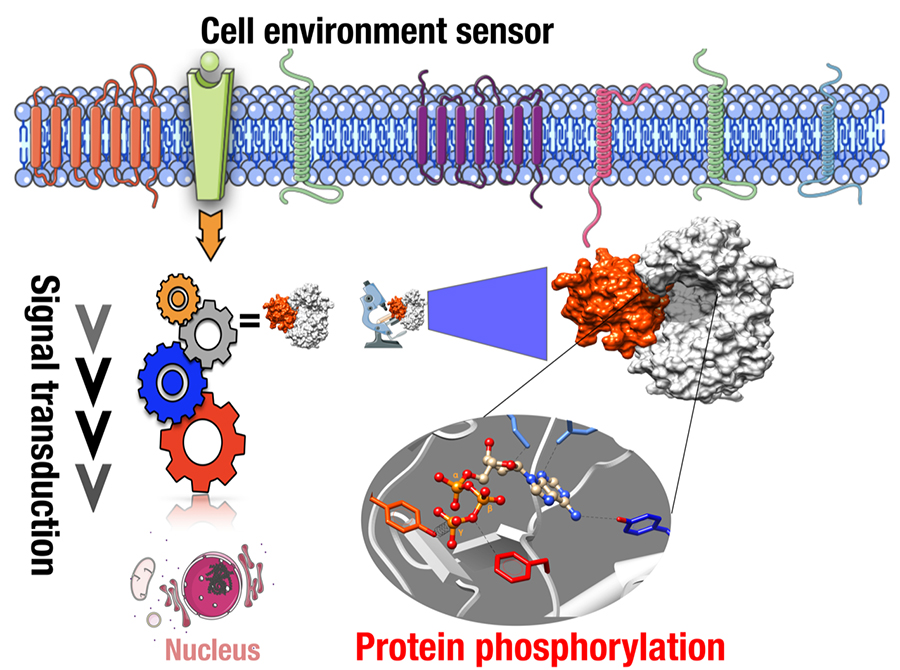 Discovery of a new on/off switch affecting cell-to-cell communications