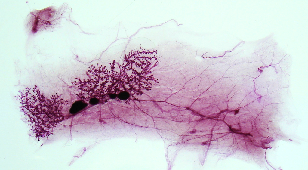 Mammary gland of a prepubescent female rat stained to see its development.